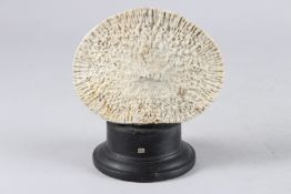 A MARINE SPECIMEN on a wooden base. 5.5ins wide.