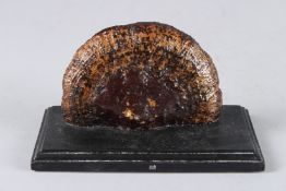 A FUNGUS SPECIMEN on a wooden base. 4.5ins wide.