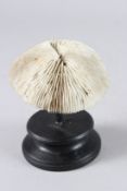 A MUSHROOM CORAL on a wooden base. 5ins wide.