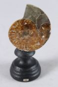 A 250 MILLIION YEAR OLD AMONITE SPECIMEN, 2.5ins, on a wooden base.