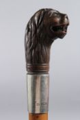 A WALKING CANE with carved wood LION handle and silver band. Birmingham 1900. 35ins long.