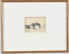 CONTINENTAL SCHOOL (19TH CENTURY) Sleeping cat on a tiled floor, pencil with white heightening,