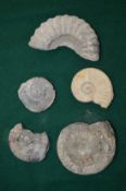A small group of ammonites.