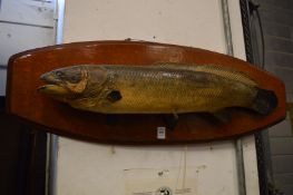 Stuffed and mounted fish.