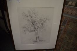 Peter Horsfield, tree study, pencil together with a small print.