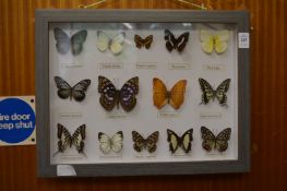 A collection of butterflies, framed and glazed.