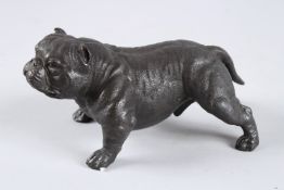 A BRONZE BULLDOG. 7ins long.