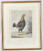 R.G. REEVE AFTER F. MARSHALL (19TH CENTURY) 'The Blackbreasted Dark Red Champion...', fighting