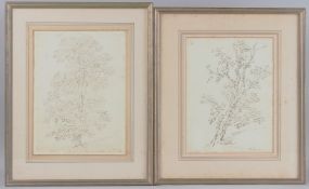 BARKER OF BATH Study of a plane tree and another of an oak, sepia ink, both signed and inscribed,