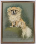 MARJORIE COX Study of a Pekingese, coloured chalks, inscribed 'Toggle' signed and dated 1988, 45cm x