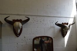 Two animal skulls with horns mounted on shield shaped plaques.