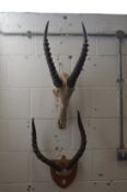 Two mounted sets of horns.