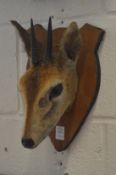 A small animal head, probably a dik-dik, mounted on a shield shaped plaque.