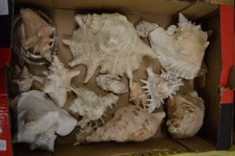 A collection of shells.