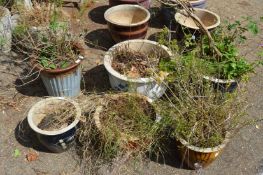 Six large glazed plant pots.
