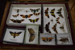 A collection of mounted butterflies, insects etc.