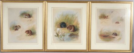 ARCHIBOLD THORBURN Studies of Voles and Shrews set of three coloured prints, framed, each 30cm x