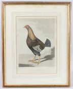 R.G. REEVE AFTER F.MARSHALL (19TH CENTURY) 'Streaky Breasted Red Dunn' fighting cockerel, coloured