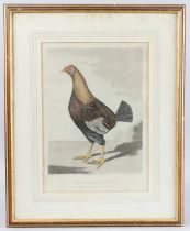 R.G. REEVE AFTER F.MARSHALL (19TH CENTURY) 'Streaky Breasted Red Dunn' fighting cockerel, coloured