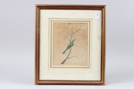 A RARE EARLY 19TH CENTURY INDIAN COMPANY SCHOOL PAINTING OF A BIRD, possibly Calcutta, inscribed