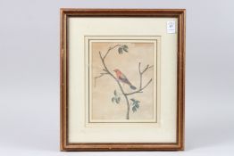 A RARE AND EARLY 19TH CETURY INDIAN COMPANY SCHOOL PAINTING OF A BIRD, possibly Calcutta,inscribed