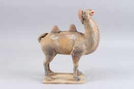 A TANG STYLE TERRACOTTA MODEL OF A CAMEL, 12in high.