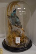 A stuffed and mounted bird under a glass dome.