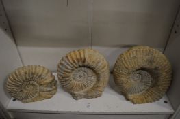 A good graduated group of three ammonites.