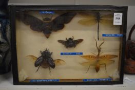 A small display case containing insects.