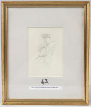 ARCHIBALD THORBURN (1860-1935) pencil sketch of Kingfishers, 14 x 10cm