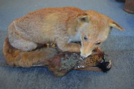 A taxidermy model of a fox and pheasant.
