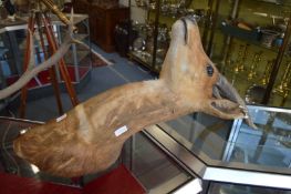 An antelope taxidermy bust together with a similar item (faults).