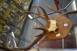 A collection of deer skull and antlers, mostly mounted on shield shape plaques together with a
