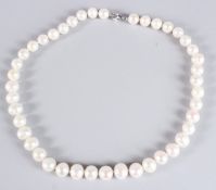 AN 18INS WHITE CULTURED PEARL NECKLACE with a silver lobster claw clasp.