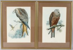 WALTER AFTER WOLF & RICHTER 'Milvus Regalis' Red Kite, original hand coloured lithograph, and
