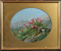 ZOE ELZE (19TH CENTURY) 'Dianthus glacialis' oil on paper, signed, oval mount, 20 x 24cm