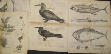 NATURAL HISTORY, coll'n of approx. 38 17th / 18th c. prints after Savage, Van Der Gucht, et alia,