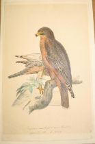 [ORNITHOLOGY] fine unframed watercolour, attributed to H. G. L. REICHENBACH (1793 - 1879), 9 X 5.5