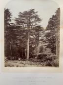 [TREE PHOTOGRAPHS] MENZIES (William, author), and SINCLAIR (James, Earl of Caithness, & BEMBRIDGE (