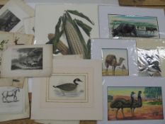 NATURAL HISTORY, 4 x 20th c. gouache paintings & coll'n of misc. prints (Q).