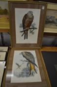A pair of lithographic prints depicting birds of prey.