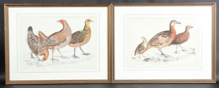 BENJAMIN WATERHOUSE HAWKINS (1807-1894) Study of hens, two colour lithographs, with annotations,