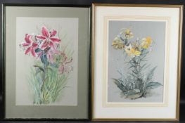 20TH CENTURY SCHOOL Studies of Lilies, two gouaches on paper 45 x 31cm and 48 x 33.5cm (2)