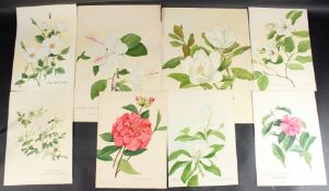 FRANK GALSWORTHY Flower studies collection of eight watercolours, titled, signed and mostly dated