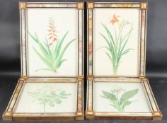 MANNER OF BASILIUS BESLER Set of four botanical studies, watercolour, 41 x 29.5cm