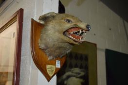 Stuffed and mounted fox head on a shield shaped plaque.