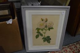 A set of six prints depicting roses.