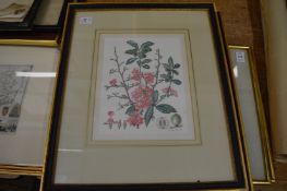 A set of three botanical studies, framed and glazed.