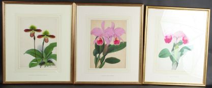 19TH CENTURY SCHOOL Three botanical flower studies, watercolours, mounts with Latin names, label