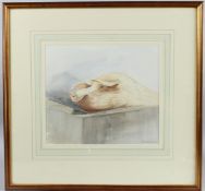 PE MacCARTHY-MORROGH 'Boar at Kadoorie Farm (Hong Kong) watercolour, signed, 27 x 31cm